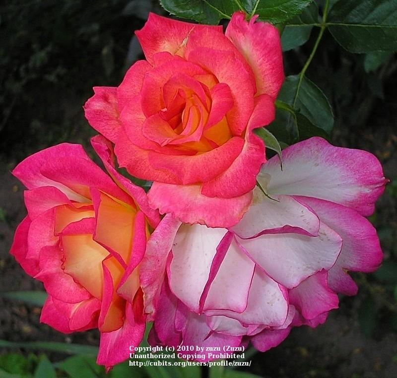 Photo of Rose (Rosa 'Rainbow Sorbet') uploaded by zuzu