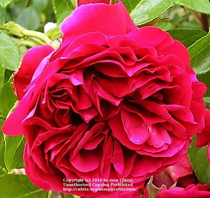 Photo of Rose (Rosa 'Red Eden') uploaded by zuzu