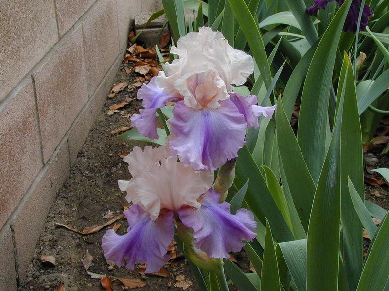 Photo of Tall Bearded Iris (Iris 'Sotto Voce') uploaded by Betja