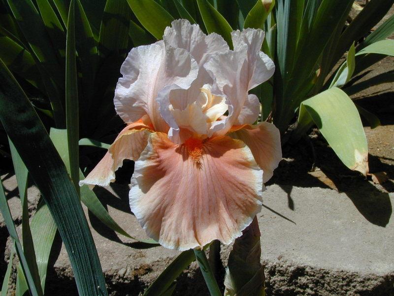 Photo of Tall Bearded Iris (Iris 'Magharee') uploaded by Betja