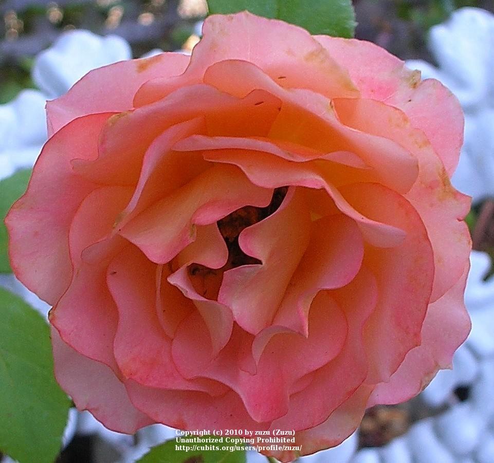 Photo of Rose (Rosa 'Rejoice') uploaded by zuzu