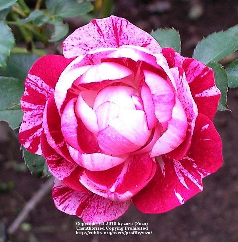 Photo of Rose (Rosa 'Rockin' Robin') uploaded by zuzu
