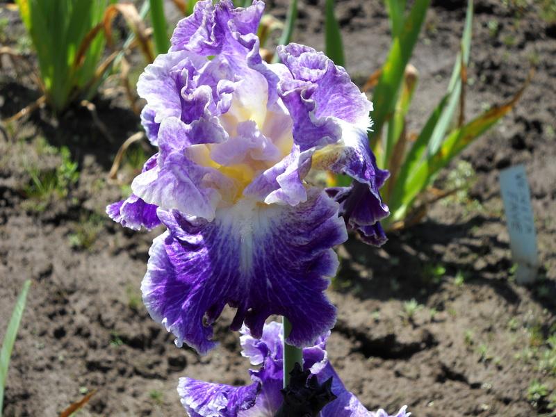 Photo of Tall Bearded Iris (Iris 'Moonlit Water') uploaded by Betja