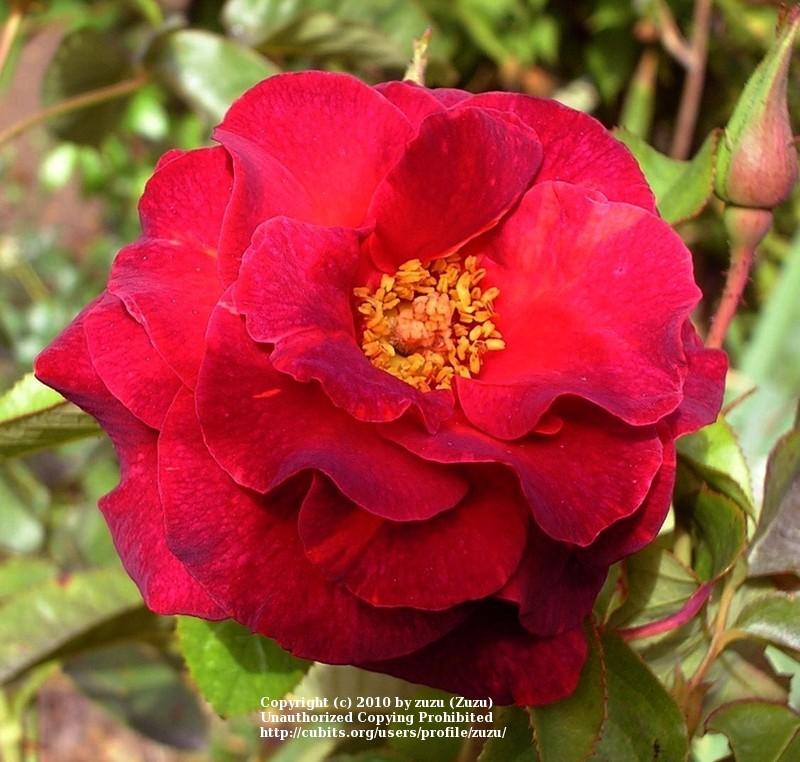 Photo of Rose (Rosa 'Rusty') uploaded by zuzu