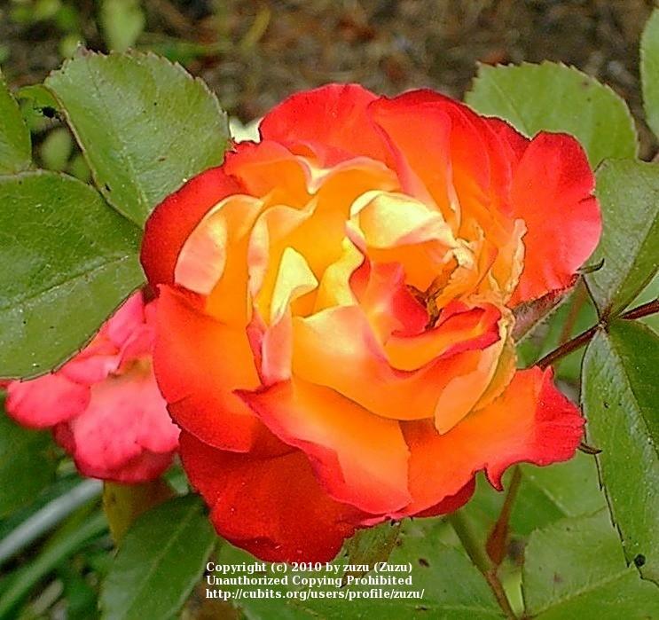 Photo of Rose (Rosa 'Rumba') uploaded by zuzu