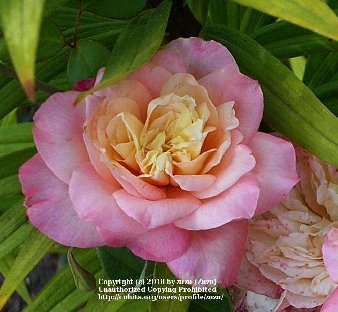 Photo of Tea Rose (Rosa 'Rosette Delizy') uploaded by zuzu