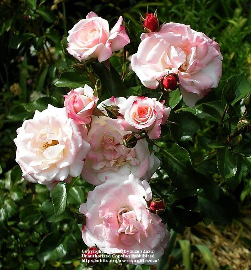 Photo of Rose (Rosa 'Rosenstadt Freising') uploaded by zuzu