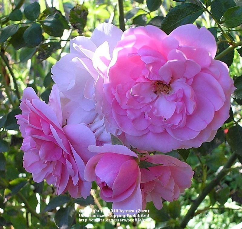 Photo of Shrub Rose (Rosa 'Bonica') uploaded by zuzu