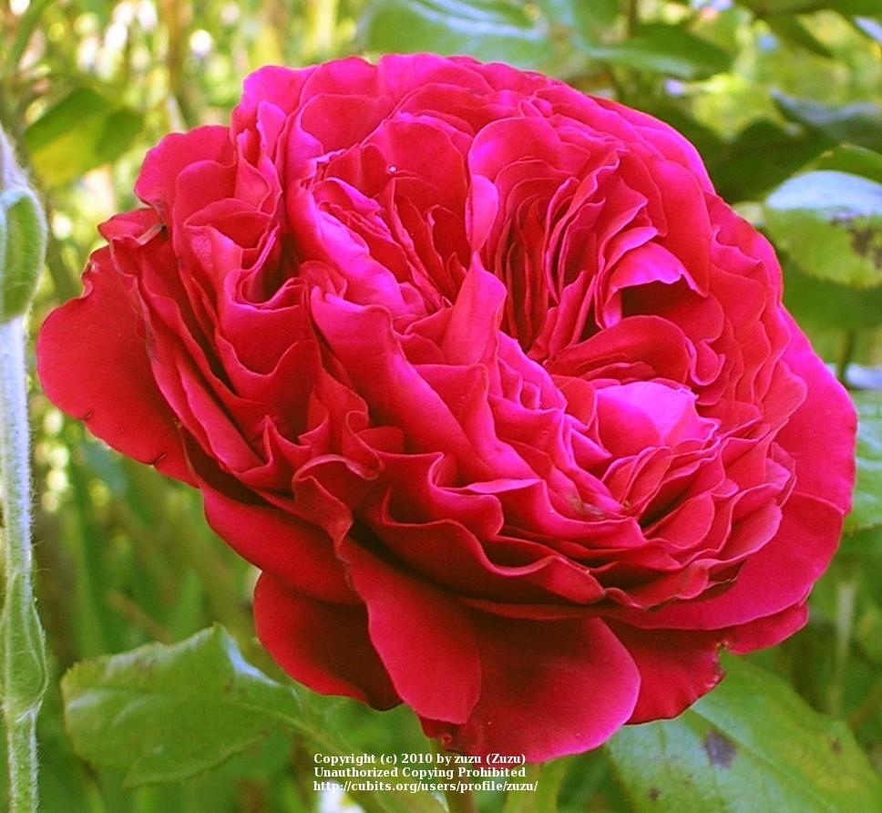 Photo of Rose (Rosa 'Rouge Royale') uploaded by zuzu