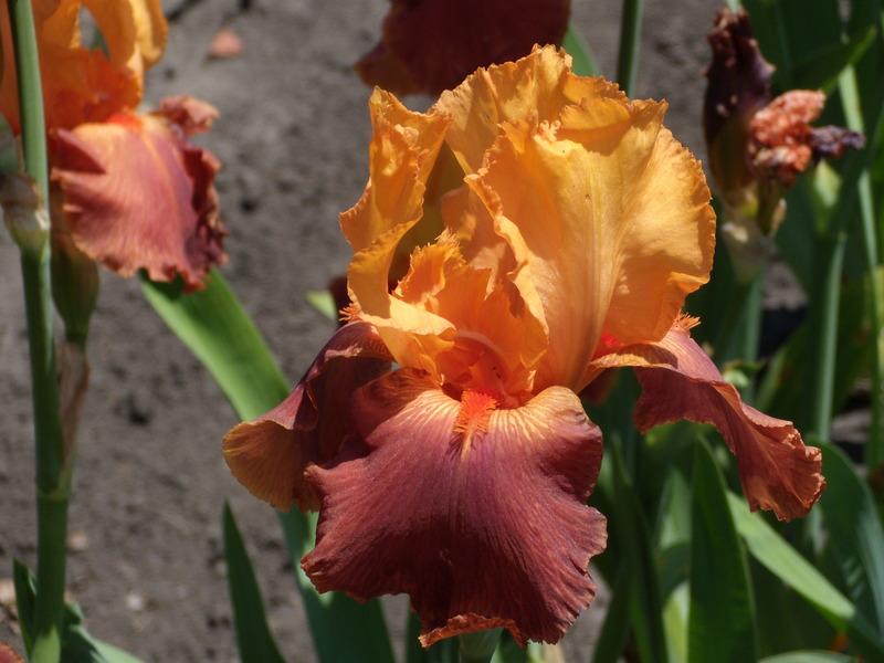 Photo of Tall Bearded Iris (Iris 'Torero') uploaded by Betja