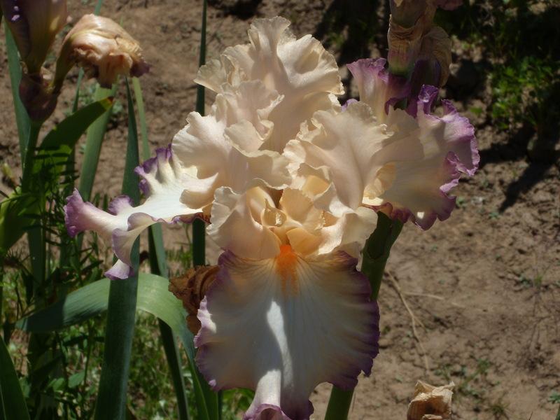 Photo of Tall Bearded Iris (Iris 'Comfortable') uploaded by Betja