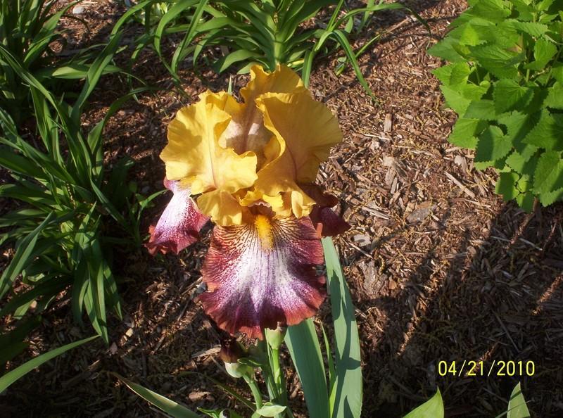 Photo of Tall Bearded Iris (Iris 'Off Broadway') uploaded by Nana3