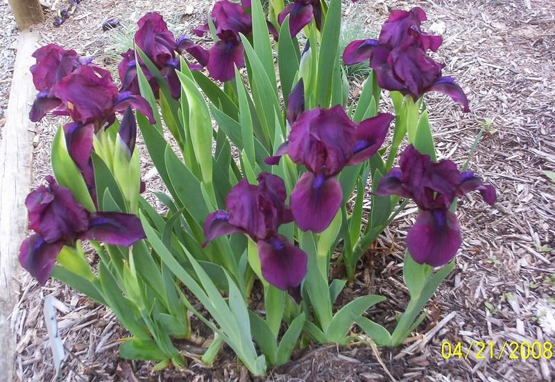 Photo of Standard Dwarf Bearded Iris (Iris 'Michael Paul') uploaded by Nana3