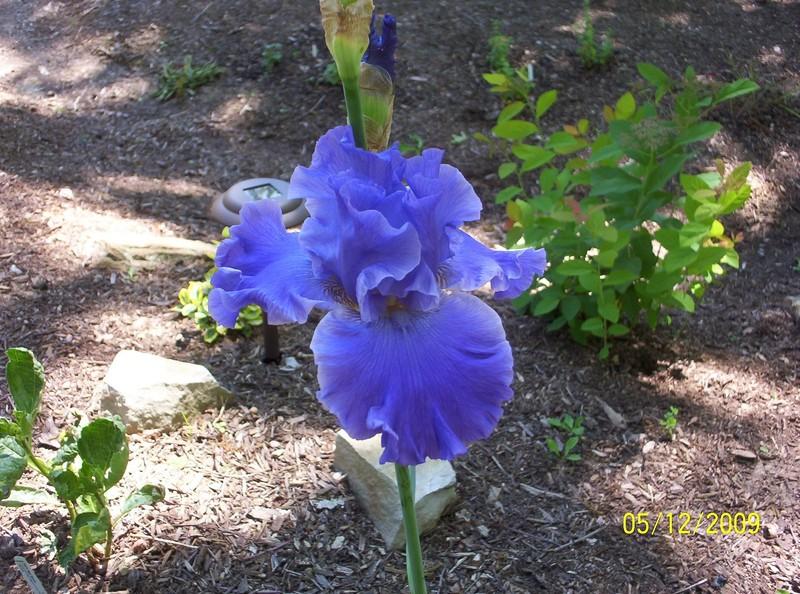Photo of Tall Bearded Iris (Iris 'Yaquina Blue') uploaded by Nana3