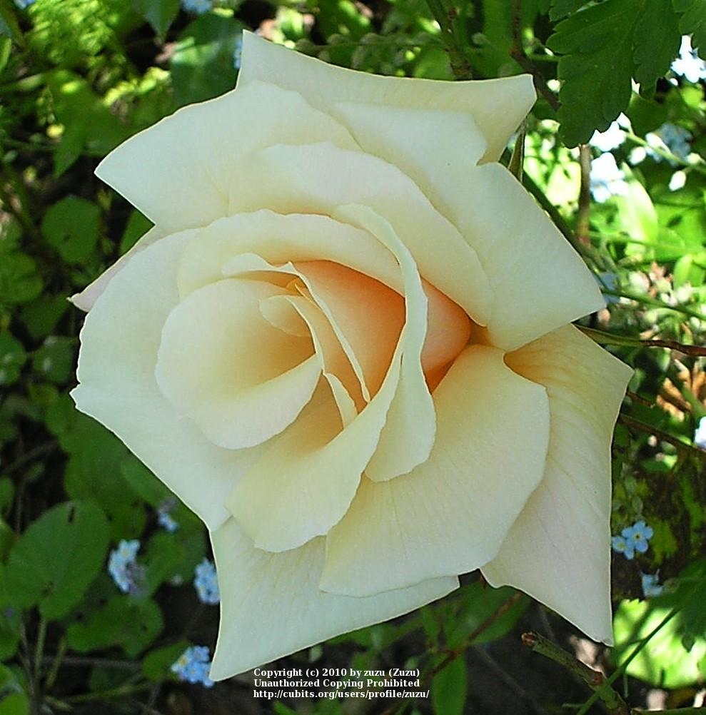 Photo of Rose (Rosa 'Serendipity') uploaded by zuzu