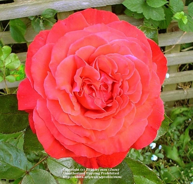 Photo of Rose (Rosa 'Salita') uploaded by zuzu
