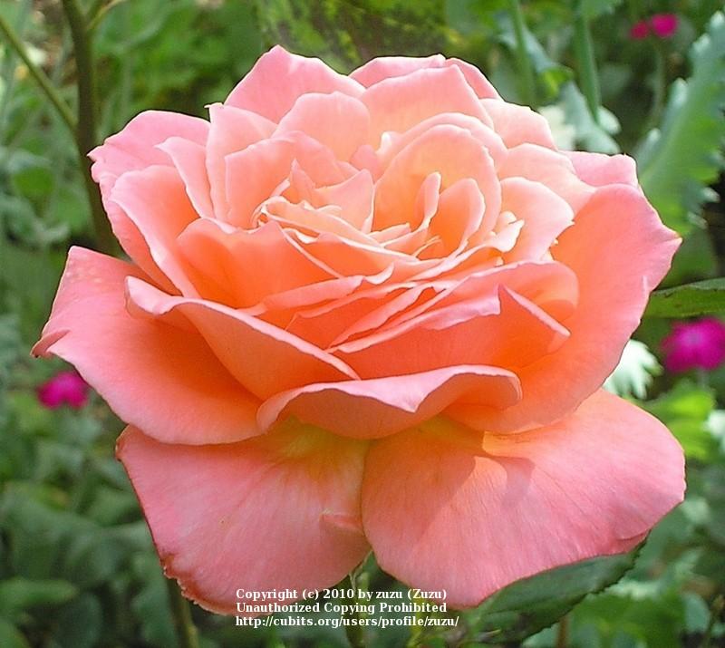 Photo of Rose (Rosa 'Seashell') uploaded by zuzu