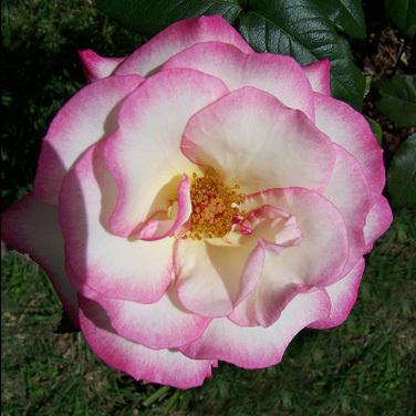 Photo of Rose (Rosa 'Handel') uploaded by Mike