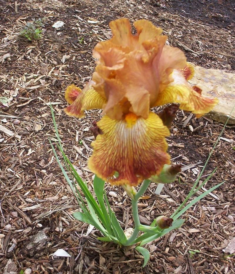Photo of Tall Bearded Iris (Iris 'Tiger Shark') uploaded by Nana3