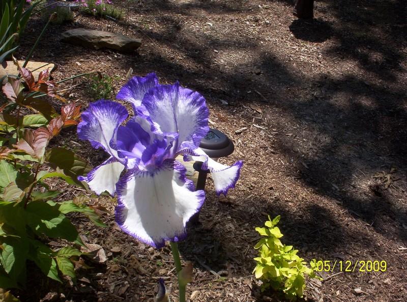Photo of Tall Bearded Iris (Iris 'Hemstitched') uploaded by Nana3