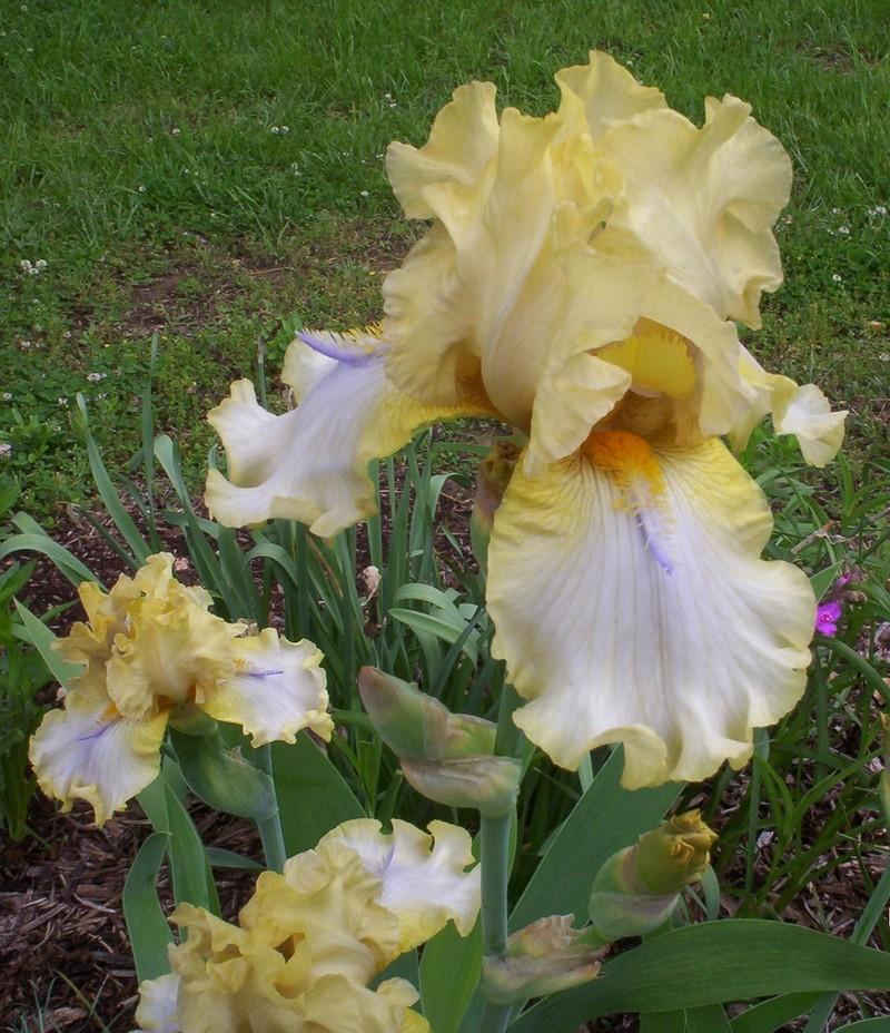 Photo of Tall Bearded Iris (Iris 'Sky Hooks') uploaded by Nana3