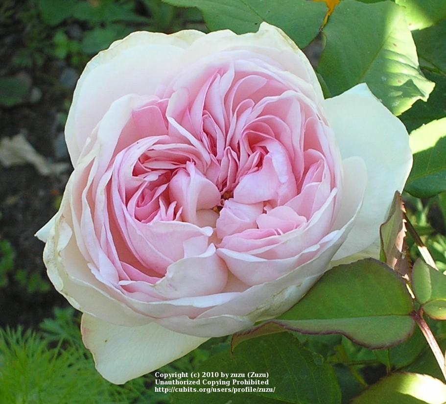 Photo of Rose (Rosa 'Sharifa Asma') uploaded by zuzu