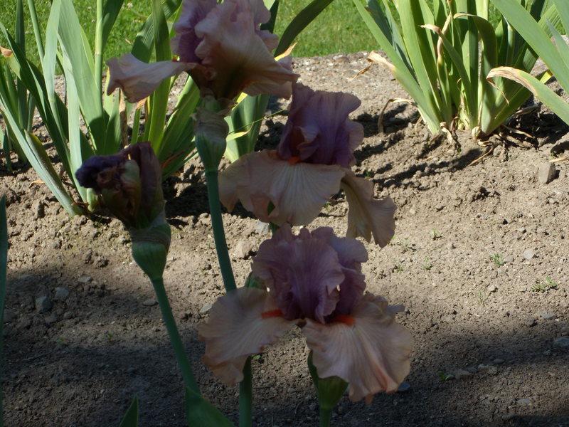 Photo of Tall Bearded Iris (Iris 'None Surpassed') uploaded by Betja