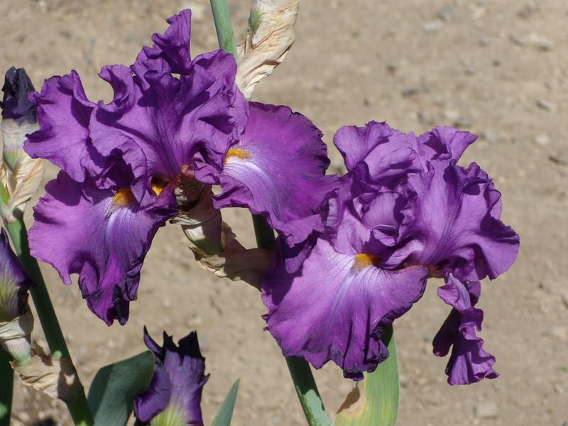 Photo of Tall Bearded Iris (Iris 'Tayberry') uploaded by Betja