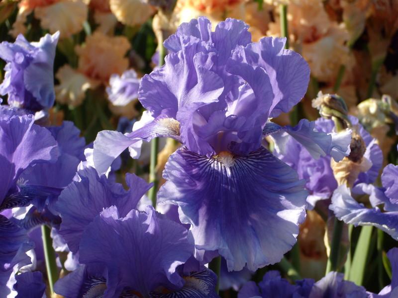 Photo of Tall Bearded Iris (Iris 'Money in Your Pocket') uploaded by Betja