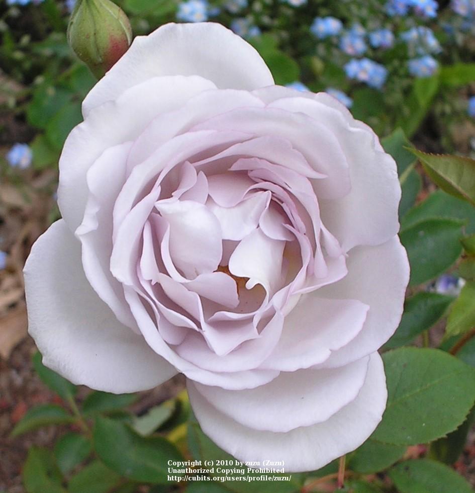 Photo of Rose (Rosa 'Silver Shadows') uploaded by zuzu