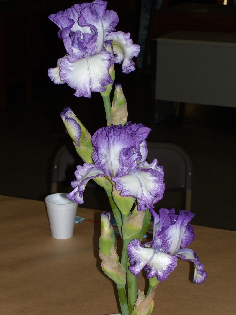 Photo of Tall Bearded Iris (Iris 'Mutiny on the Bounty') uploaded by Betja