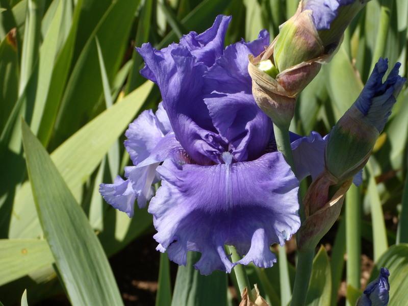 Photo of Tall Bearded Iris (Iris 'Honky Tonk Blues') uploaded by Betja