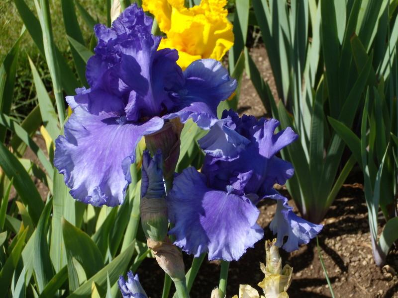 Photo of Tall Bearded Iris (Iris 'Honky Tonk Blues') uploaded by Betja