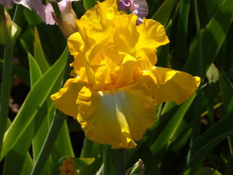 Photo of Tall Bearded Iris (Iris 'Candlelight Mood') uploaded by Betja