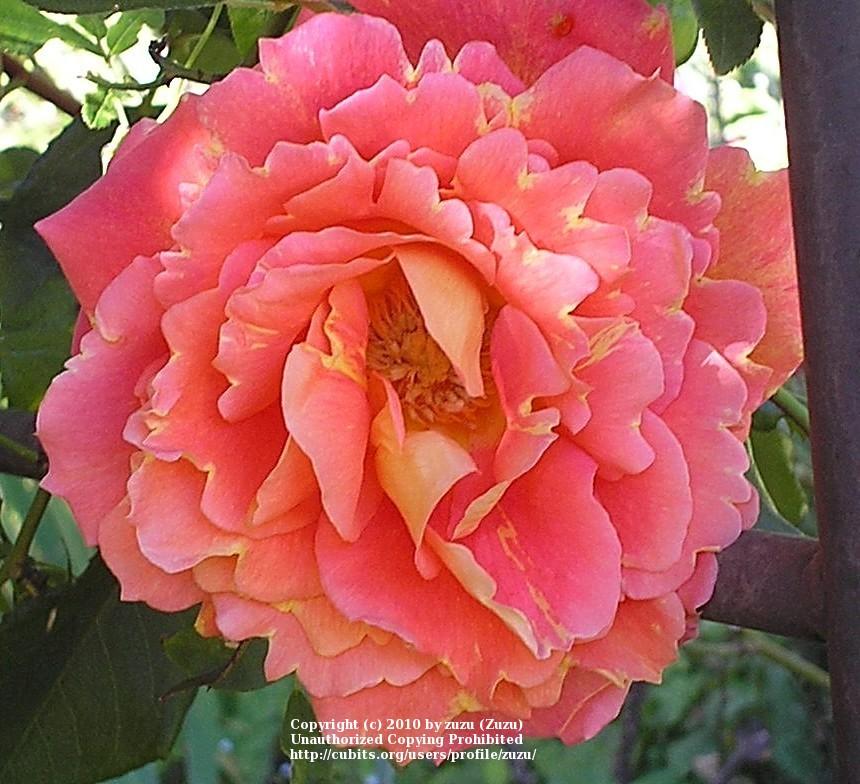 Photo of Rose (Rosa 'Solitude') uploaded by zuzu