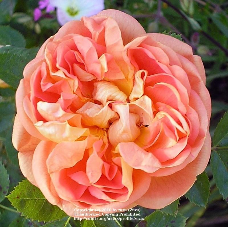 Photo of Rose (Rosa 'Soleil d'Or') uploaded by zuzu