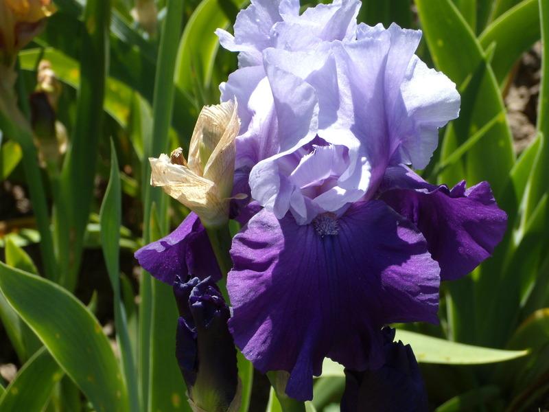 Photo of Tall Bearded Iris (Iris 'Mystique') uploaded by Betja