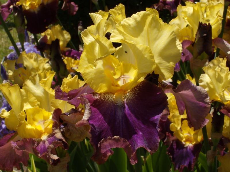 Photo of Tall Bearded Iris (Iris 'Jamaican Dream') uploaded by Betja