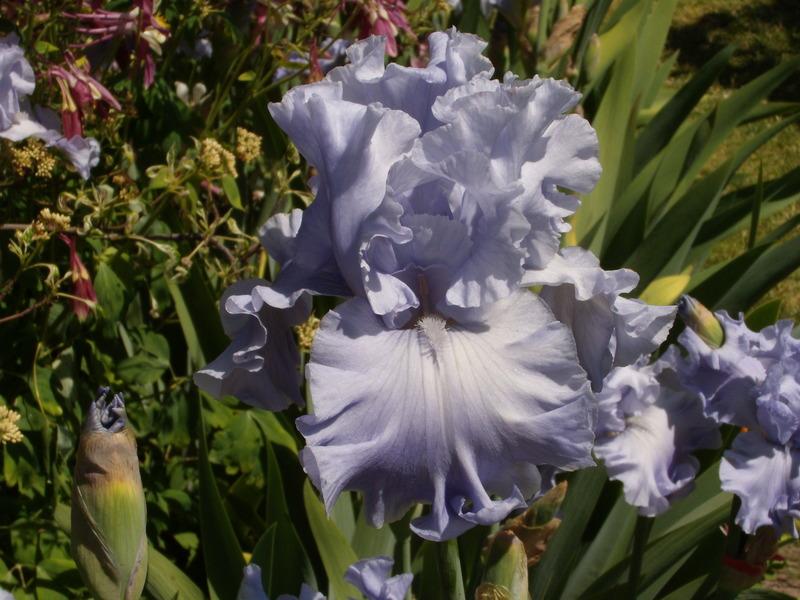 Photo of Tall Bearded Iris (Iris 'Abiqua Falls') uploaded by Betja