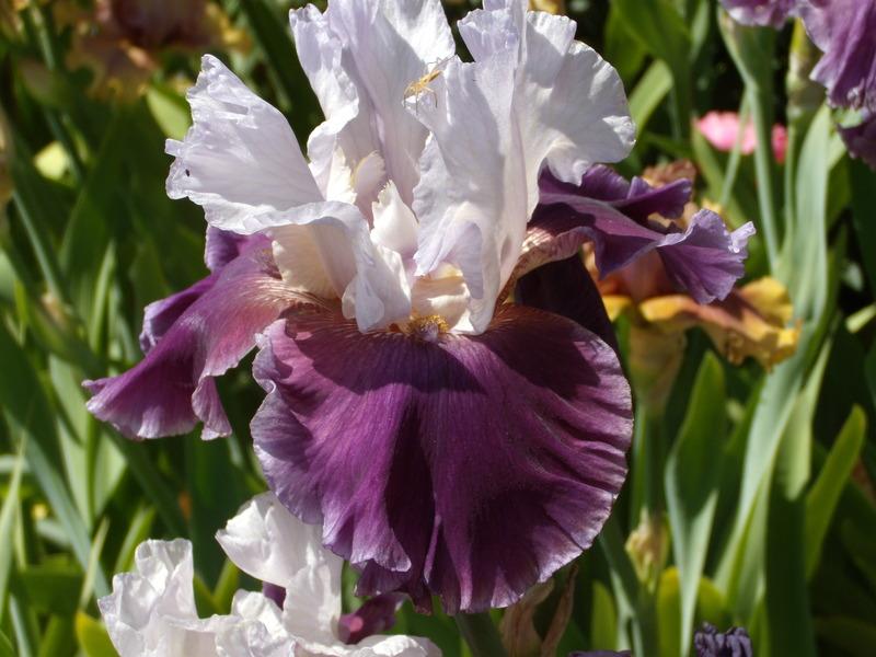 Photo of Tall Bearded Iris (Iris 'Coming Storm') uploaded by Betja