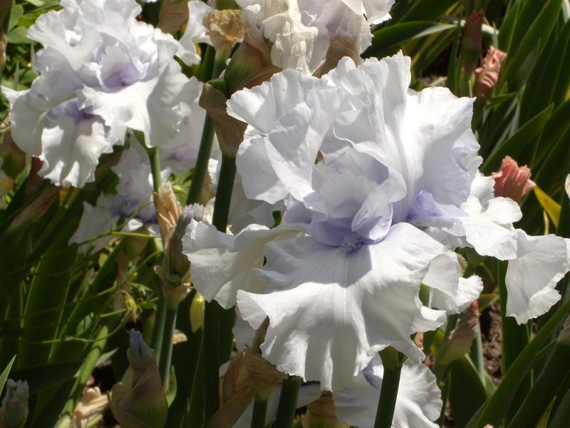 Photo of Tall Bearded Iris (Iris 'Winter Waltz') uploaded by Betja