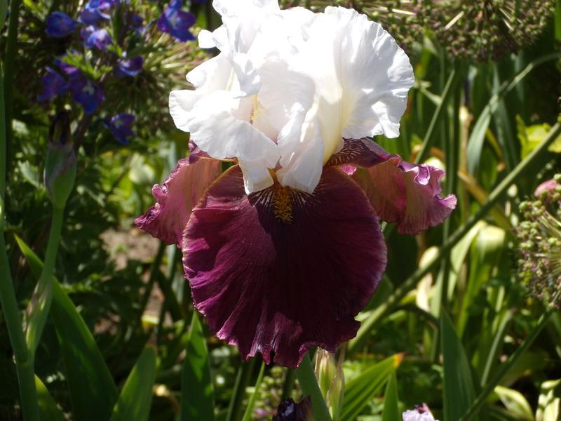 Photo of Tall Bearded Iris (Iris 'Dreaming of Rio') uploaded by Betja