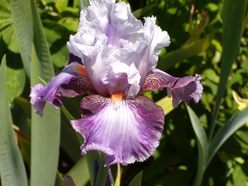 Photo of Tall Bearded Iris (Iris 'Scene Stealer') uploaded by Betja