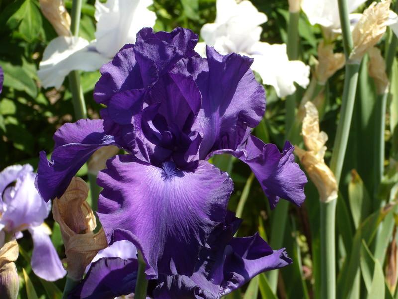 Photo of Tall Bearded Iris (Iris 'Titan's Glory') uploaded by Betja