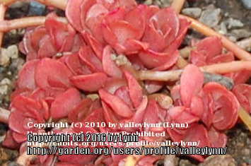 Photo of Chinese Stonecrop (Sedum tetractinum 'Coral Reef') uploaded by valleylynn