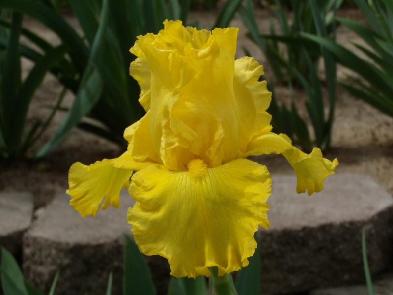 Photo of Tall Bearded Iris (Iris 'Golden Road') uploaded by Betja