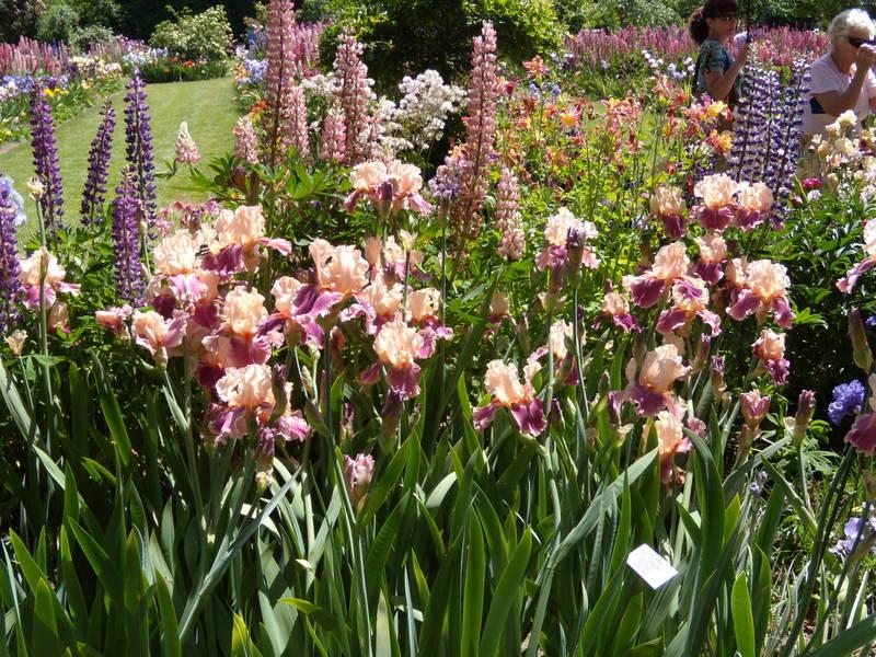 Photo of Tall Bearded Iris (Iris 'Cherry Blossom Song') uploaded by Betja