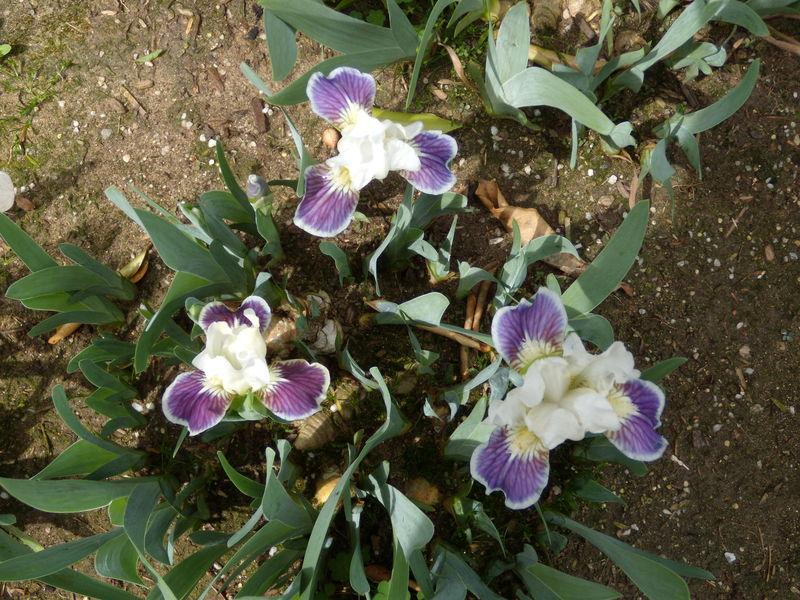 Photo of Standard Dwarf Bearded Iris (Iris 'Making Eyes') uploaded by Betja