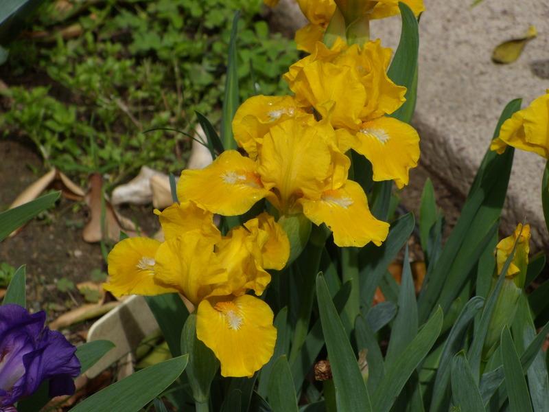 Photo of Standard Dwarf Bearded Iris (Iris 'Cache of Gold') uploaded by Betja