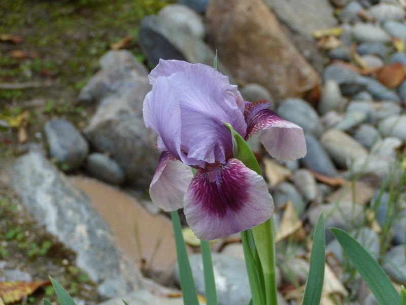 Photo of Arilbred Iris (Iris 'Shabaza') uploaded by Betja